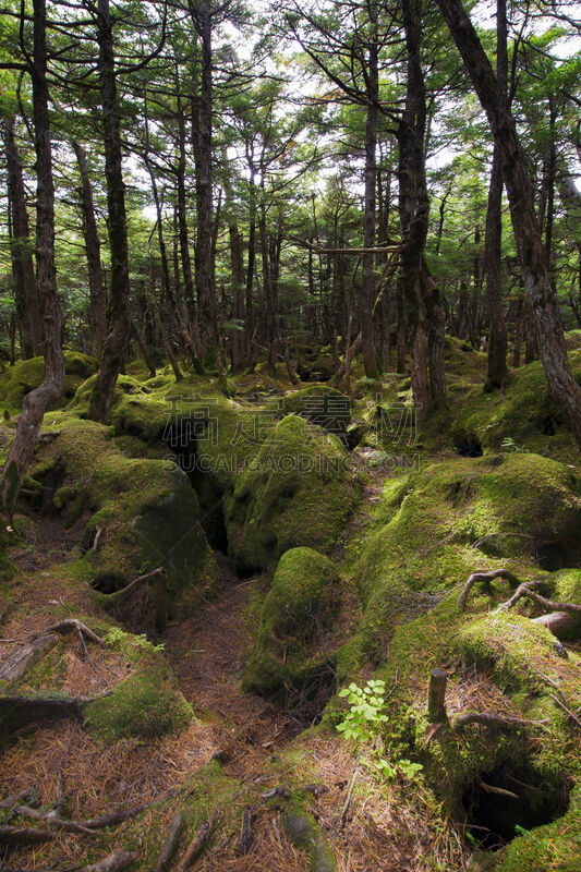 苔藓,森林,垂直画幅,留白,褐色,枝繁叶茂,长野县,无人,热带雨林,户外