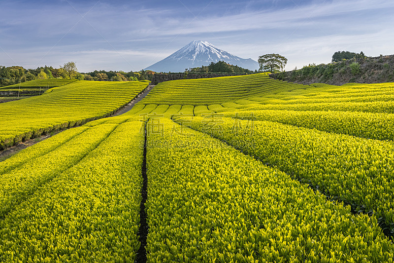 山,富士山,天空,美,茶树,水平画幅,雪,无人,火山地形,传统