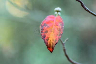 开花的山茱萸,秋天,花蕾,植物,水平画幅,小的,无人,2015年,叶子,布得