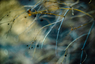 抽象,背景,美,水平画幅,乳突,人的嘴,戏剧性的天空,特写,植物,灌木