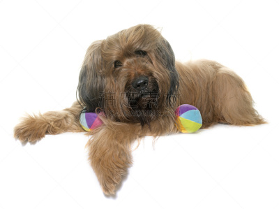 briard,影棚拍摄,球,褐色,纯种犬,水平画幅,进行中,嬉戏的,牧羊犬,白色背景