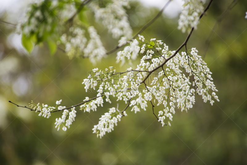 黄檀,自然,水平画幅,无人,夏天,户外,白色,春天,越南,植物