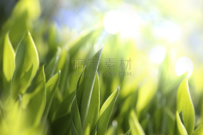 明亮,叶子,绿色,背景,水平画幅,铃兰,无人,户外,特写,百合花