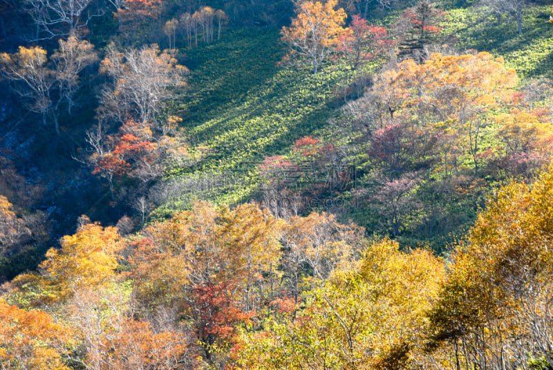 山口,秋天,日本,北海道,黑云杉,水平画幅,绿色,橙色,地形,无人