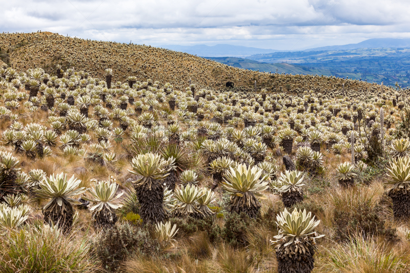 Andean landscape, frailejón moors in Tulcan, province of Carchi