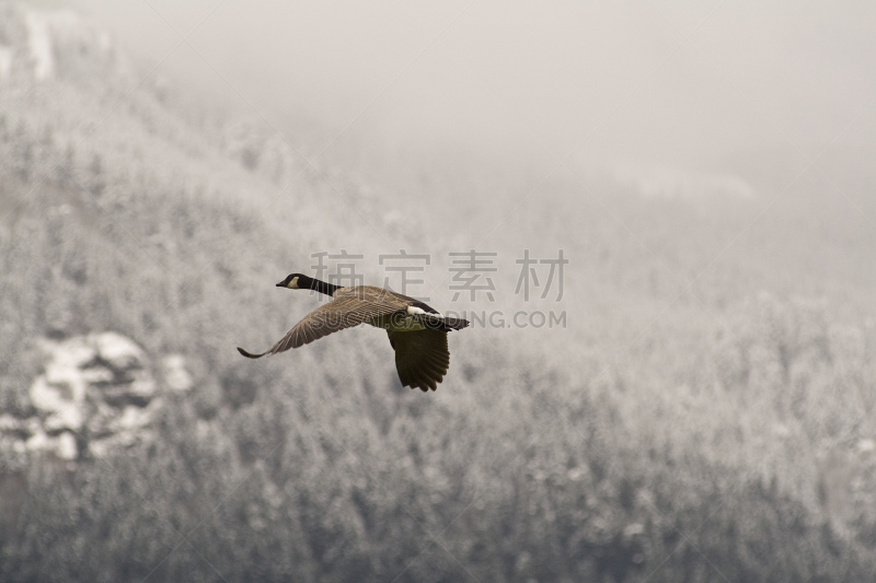 哥伦比亚河谷,加拿大黑雁,雪,山,在上面,邦威坝,哥伦比亚河,俄勒冈州,俄勒冈郡,沟壑