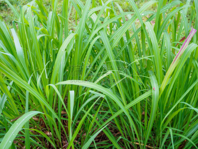 柠檬草,植物,叶子,背景,绿色,水,芳香的,水平画幅,草,泰国