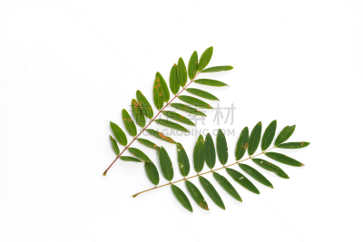叶子,白色背景,绿色,分离着色,锡耶纳,水平画幅,外露阿峡谷,纯净,夏天,户外