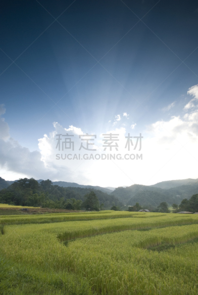 黄金米,田地,垂直画幅,枝繁叶茂,山,无人,长颈族,东亚,户外,水稻梯田