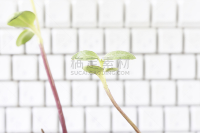 计算机键盘,水平画幅,日本,白领,植物,台式个人电脑,商业金融和工业,技术,计算机,商务