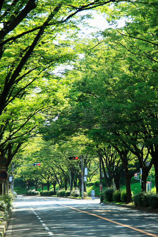 自然,垂直画幅,植物,绿色,无人,路,环境,叶子,都市风景,摄影