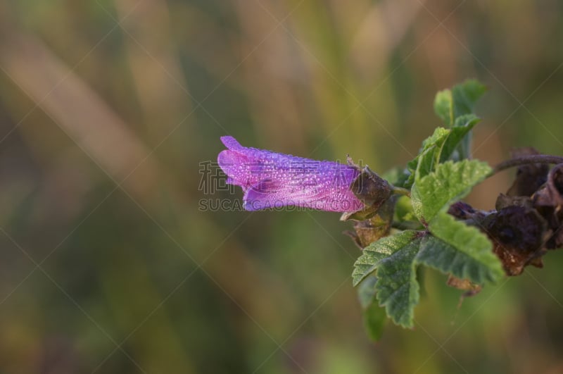 锦葵属,野花,粉色,花瓣,鹭管鱼,折叠的,萨里市,选择对焦,留白,水平画幅