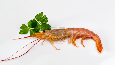 黑色虎虾,餐具,水平画幅,无人,开胃品,拉维纪草植物,膳食,海产,明虾,背景分离