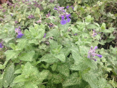 园林,花朵,常春藤,陆地,植物群,gold lysimachia,科尼岛,鼠尾草,公园,水平画幅