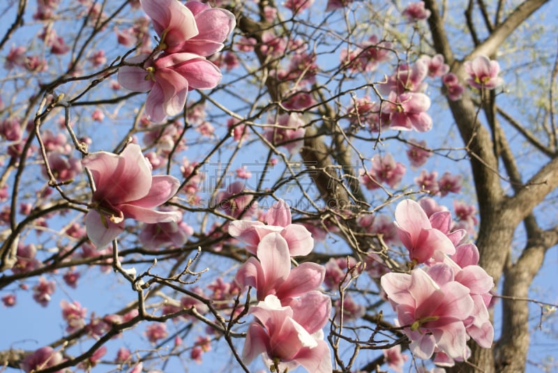 玉兰类,花朵,自然,天空,水平画幅,无人,蓝色,特写,自然美,花蕾