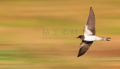 迅速,家燕,幼小动物,天空,美,水平画幅,谷仓,无人,鸟类,动物身体部位