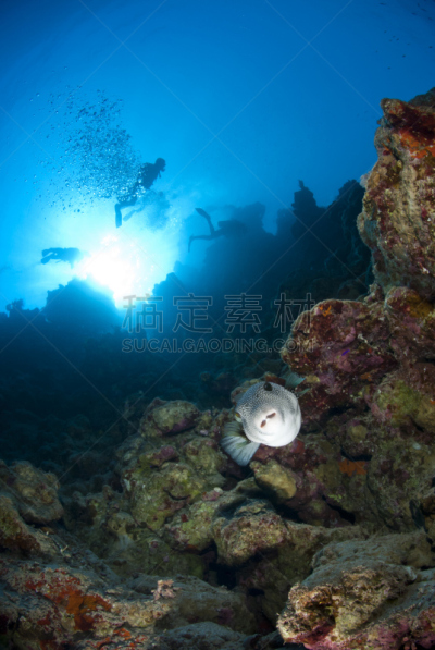 水肺潜水,河豚,鸡尾酒,红海旗鱼,白点河豚,自然,垂直画幅,留白,野生动物,旅游目的地