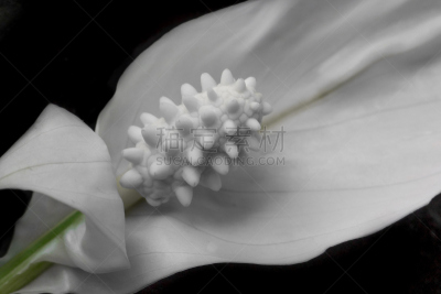 仅一朵花,黑色背景,白色,留白,水平画幅,无人,纯净,室内植物,特写,植物
