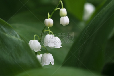 铃兰,园林,中国对联,马蹄莲,母亲节,水平画幅,无人,植物学,公园,特写