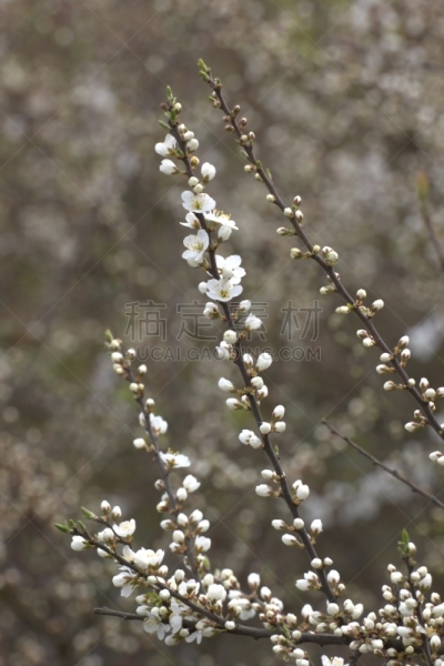 苹果花,海棠,影像年代,2000到2009,垂直画幅,美,无人,21世纪,户外,图像