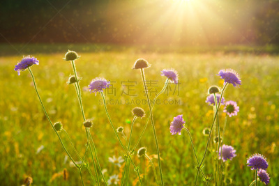 pincushion flower,华北蓝灵灰,轮峰菊,水平画幅,无人,夏天,户外,特写,植物,植物学