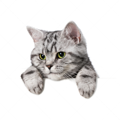 短毛猫,白色,猫,标语,自然美,斑纹猫,纯种猫,爪子,信息标志,布告