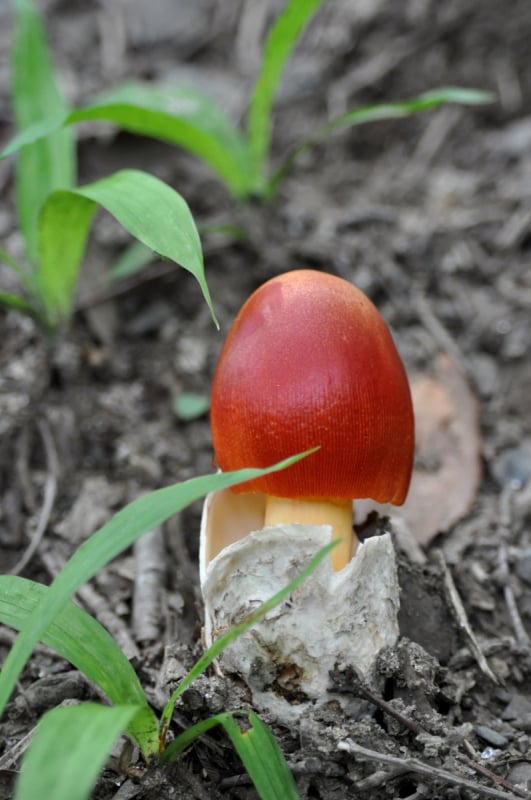 鹅膏菌,毒蝇菇,垂直画幅,无人,蘑菇,野生植物,食用菌,摄影预览效果