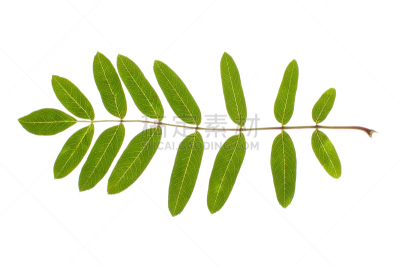 叶子,花楸浆果,分离着色,水平画幅,形状,无人,叶脉,部分,白色,植物