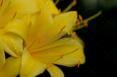 火红色百合,黄色,火百合花,水平画幅,无人,特写,百合科,高对比度,反差,百合花