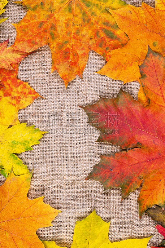 叶子,秋天,背景,垂直画幅,美,褐色,纺织品,无人,古老的,工厂