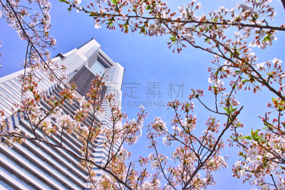 樱桃树,摩天大楼,建筑外部,横滨地标大厦,横滨高速铁路,吉野樱花,横滨,四季,水平画幅,樱花