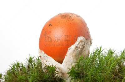 鹅膏菌,蘑菇,该撒利亚,annulus,伞形毒菌,毒蘑菇,水平画幅,无人,苔藓,特写