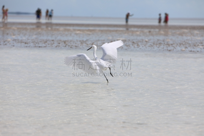 空手道,鹤,水,水平画幅,无人,鸟类,半空中,鹭科,动物身体部位,野外动物