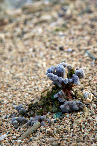 硬珊瑚,海滩,手指珊瑚,圣灵群岛,垂直画幅,海洋生命,户外,岛,海洋,礁石