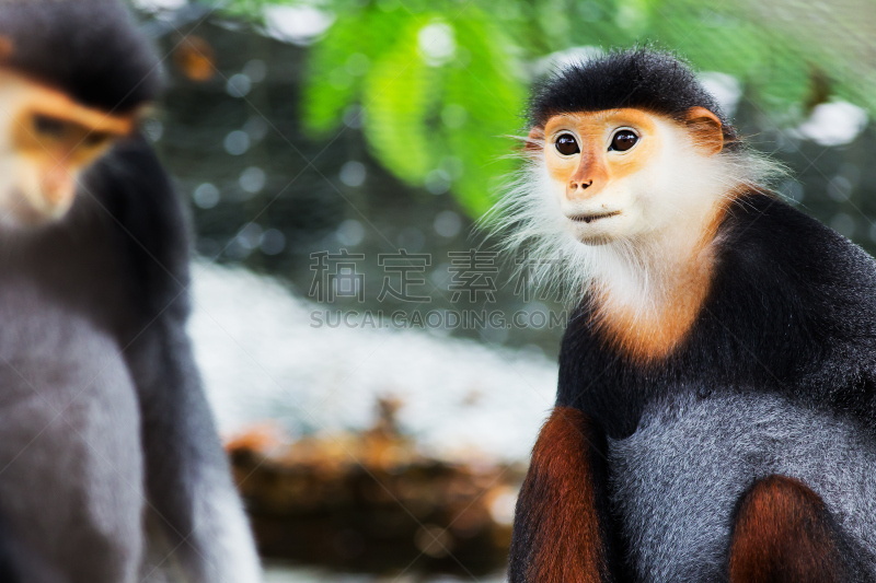 douc langur,自然,野生动物,北方长尾瘦猴,水平画幅,热带雨林,特写,泰国,雨林