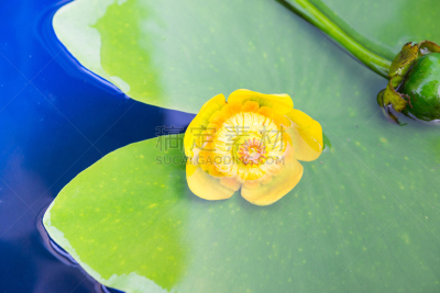 花蕾,黄睡莲,赤潮,浮萍,水,美,水生植物,水平画幅,睡莲,无人
