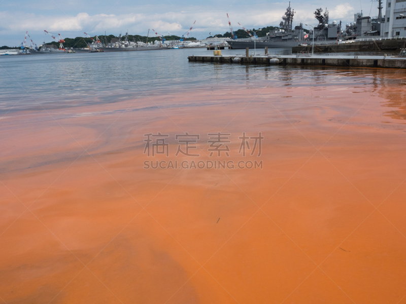 赤潮,六月,水平画幅,无人,夏天,户外,富营养化,海滩,浮游生物,风景