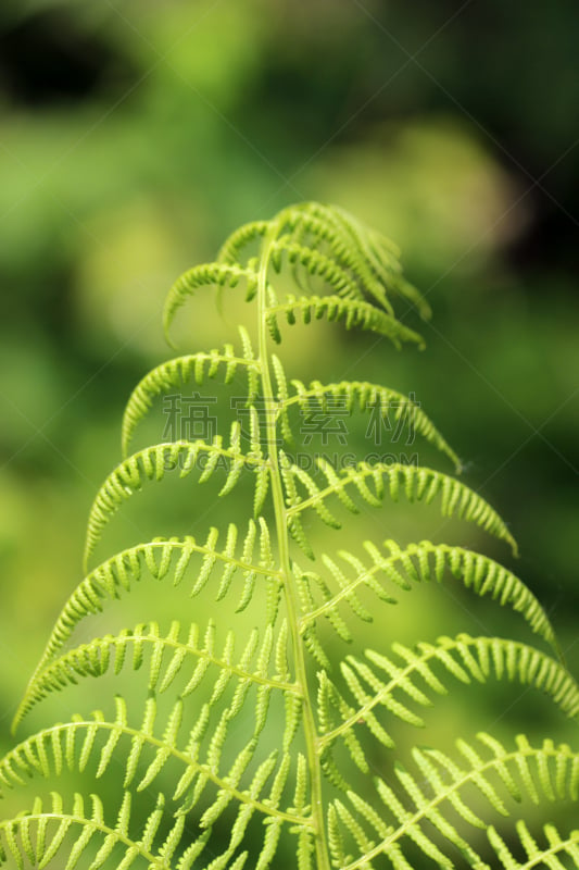 叶子,森林,蕨类,幼小动物,欧洲蕨,垂直画幅,无人,热带雨林,夏天,户外