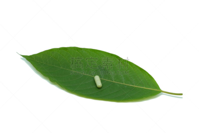 泰国,叶子,白色背景,健康保健,胶囊,草本,分离着色,替代疗法,辅导讲座