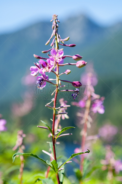 火龙草,湖,山,柳兰,花柱头,垂直画幅,美,夏天,户外,花蕾