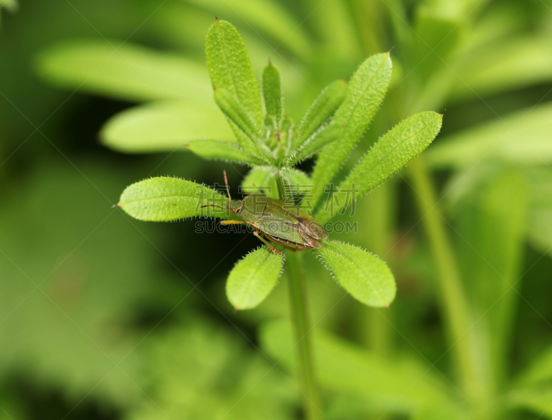 green shield bug,自然,留白,野生动物,水平画幅,绿色,无人,特写,植物,动物