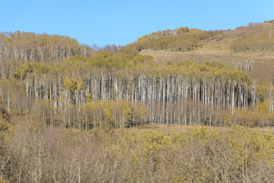 秋天,风景,犹他,路,莫斯特,一只动物,地球,万岩柱,沙岩,escalante