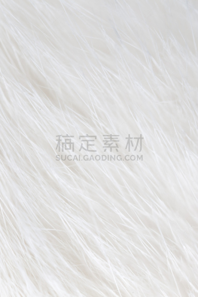 背景,猫,接力赛,白发,自然,哈萨克斯坦,白色背景,垂直画幅,图像,挨着