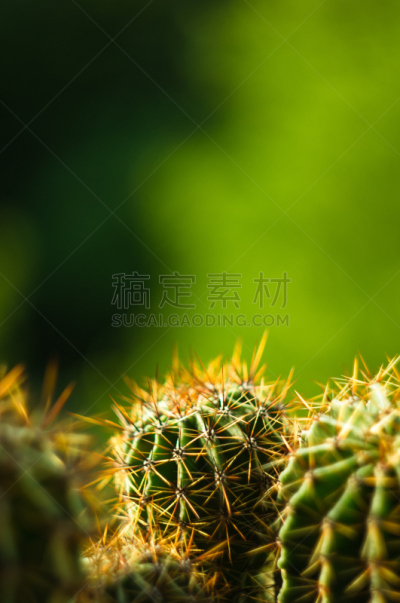 仙人掌,桶仙人掌,垂直画幅,芳香的,下水塞,装管,荆棘,尖利,夏天,干的
