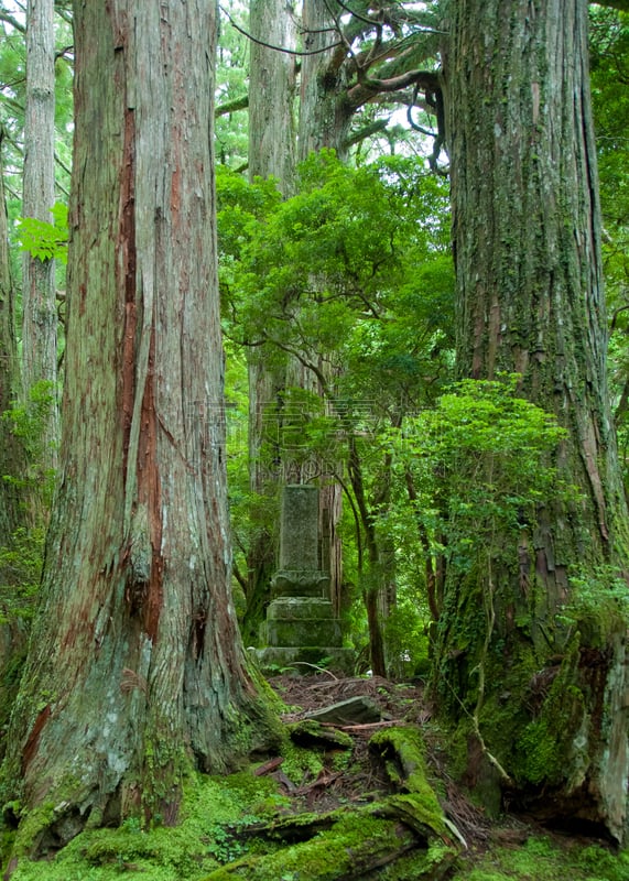 高野山,古屋的内在神社,和歌山县,家谱,定界线,雪松,垂直画幅,里山,枝繁叶茂,苔藓