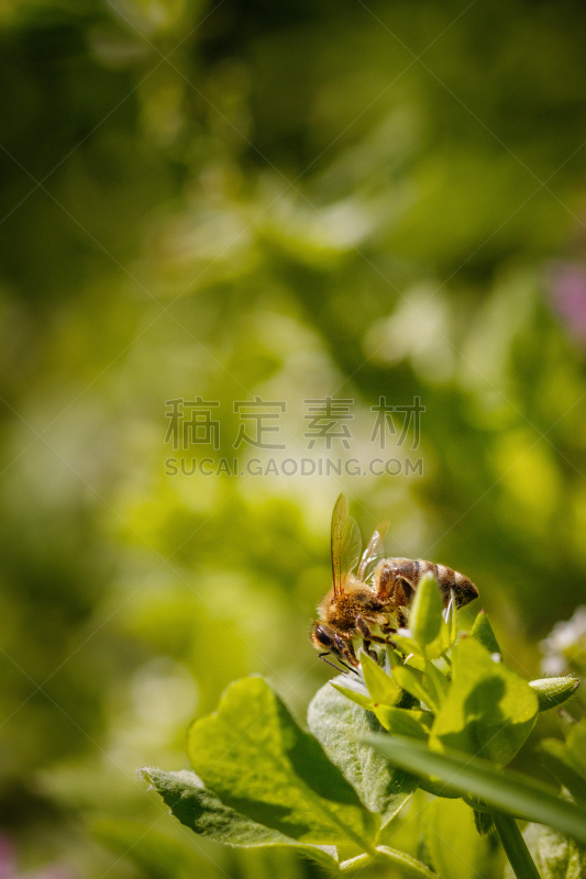 留白,花粉,蜜蜂,蜂箱,蜂蜜,白色,农作物,花,授粉,收集