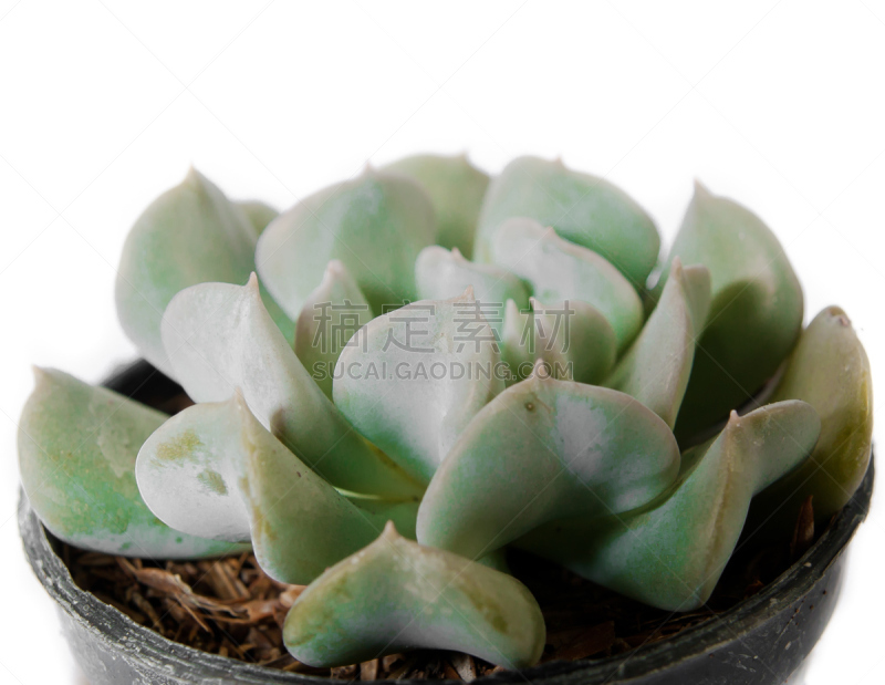 仙人掌,自然,水平画幅,绿色,梨,无人,观峰玉,hecho cactus,cardon cactus,白色