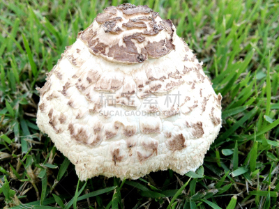 小妖精,伞形毒菌,毒蘑菇,自然,红色,热,季节,斑点,食品,图像