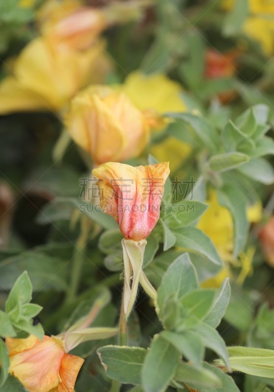 仅一朵花,露水,夜来香,火龙草,柳叶菜科,死亡的植物,垂直画幅,选择对焦,水,无人