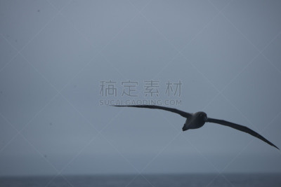 南冰洋,在上面,美国,水平画幅,无人,鸟类,海鸥,简单,海洋,摄影